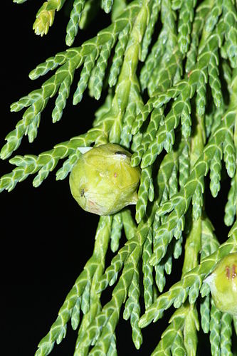 Cupressus nootkatensis